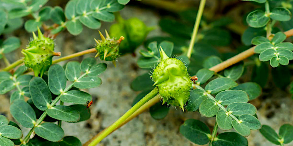 Tribulus Terrestris